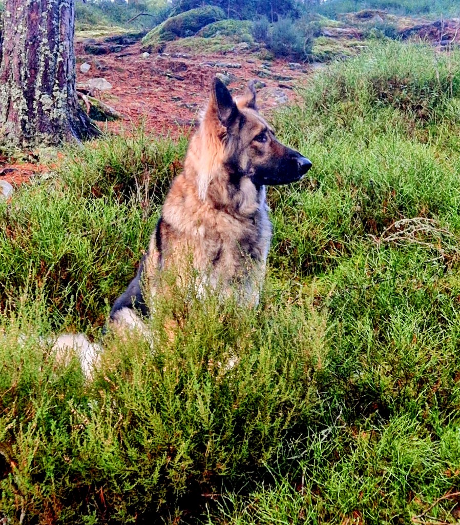 The current image has no alternative text. The file name is: 20250209_172136.jpg